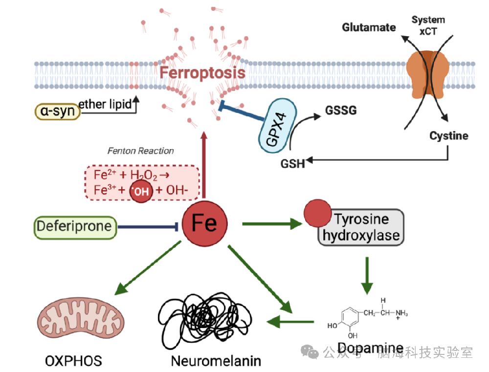 NeuroImage：帕金森病的定量磁敏感成像研究