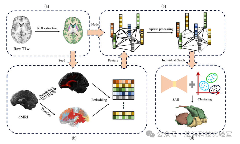 Medical Image Analysis：使用弥散磁共振成像纤维追踪和图神经网络进行细粒度的纹状体分区