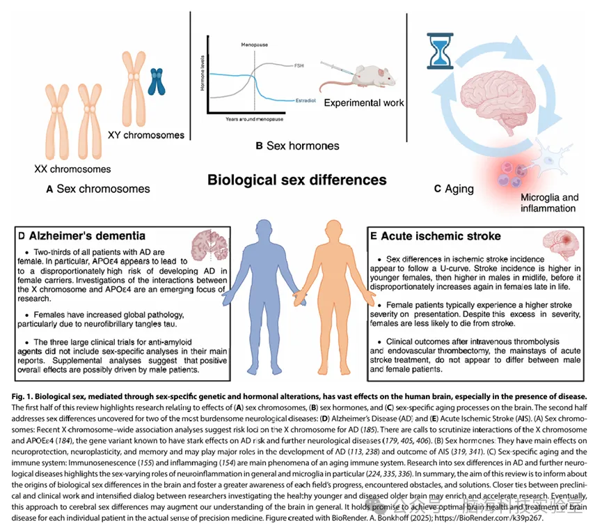Science Advances：年龄相关性神经系统疾病的性别差异——构建可靠与高产出研究路线图