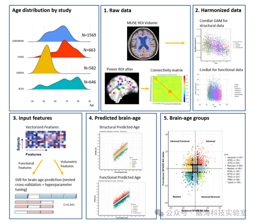 EBioMedicine：MRI脑年龄异质性、认知、遗传学与阿尔茨海默病神经病理学之间的关系