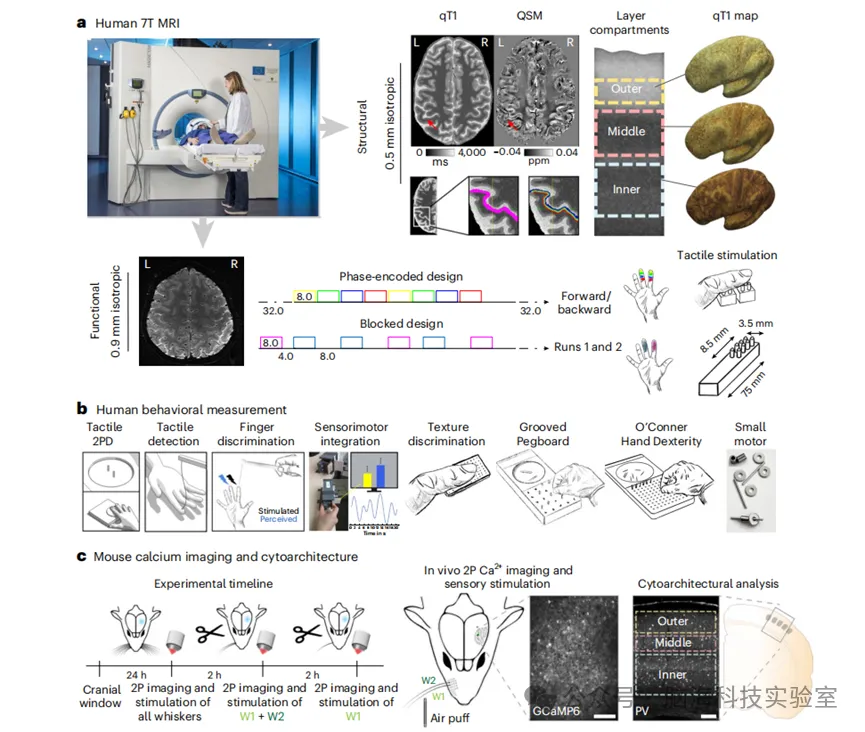 Nature 子刊：新发现！高龄阶段仍存在神经可塑性的证据，表明人类大脑具有终身适应性