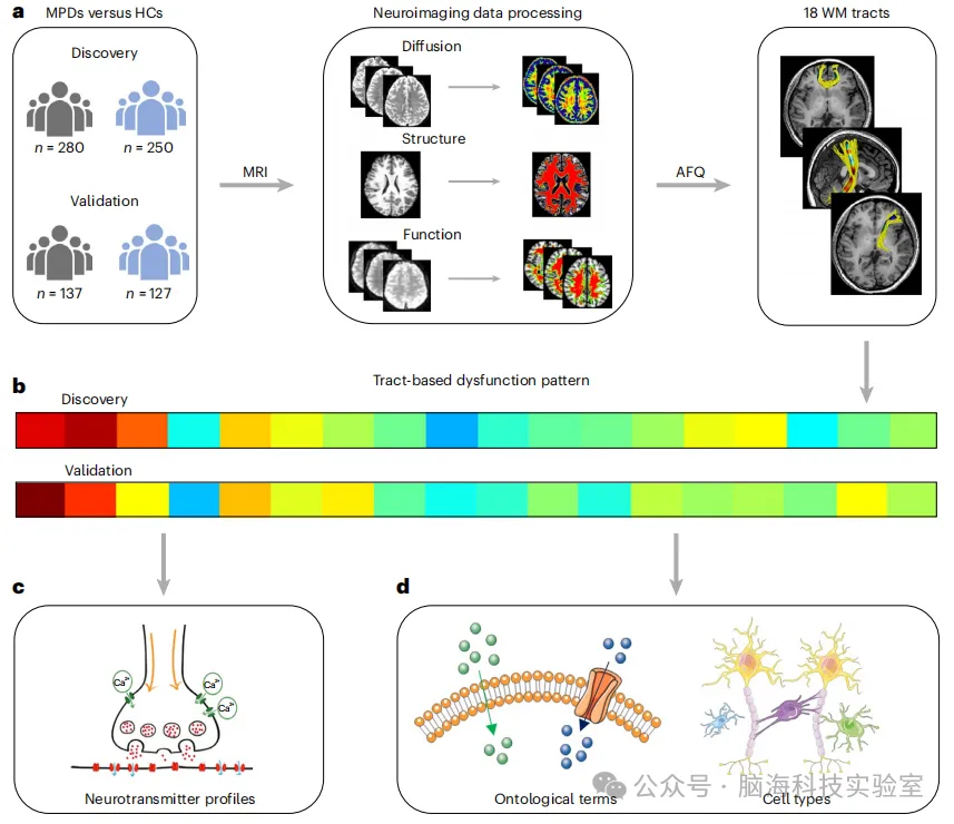 往期精彩|Nat. Mental Health：精神疾病中的白质功能障碍与神经递质和基因特征有关