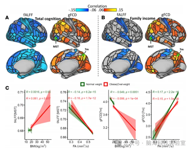 JCI Insight.：儿童肥胖重塑大脑发育轨迹？家庭收入与大脑连接的深层关系