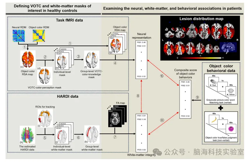 往期精彩|PLOS Biology:视觉与语言的神经联动,竟是大脑认知物体的关键!