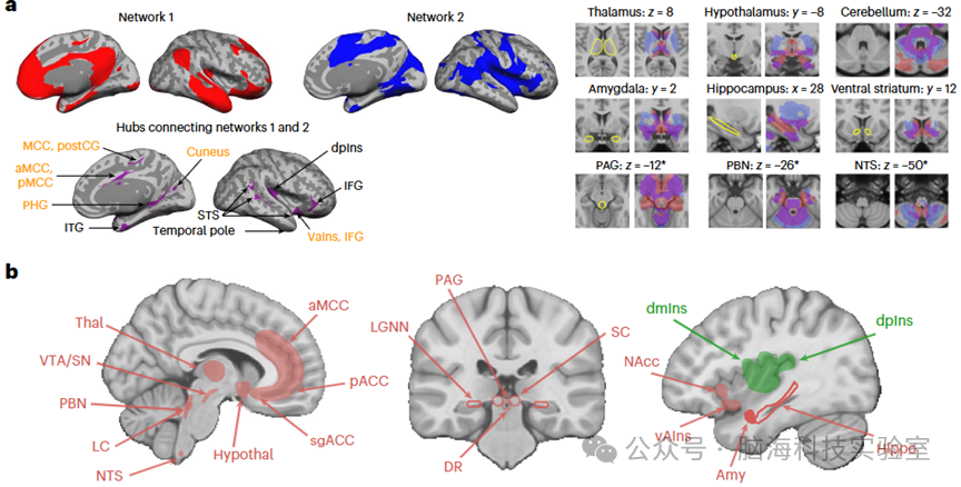 Nat. Neurosci.：利用7TfMRI绘制人类稳态-内感受系统的“皮质-皮质下全脑连接图谱”
