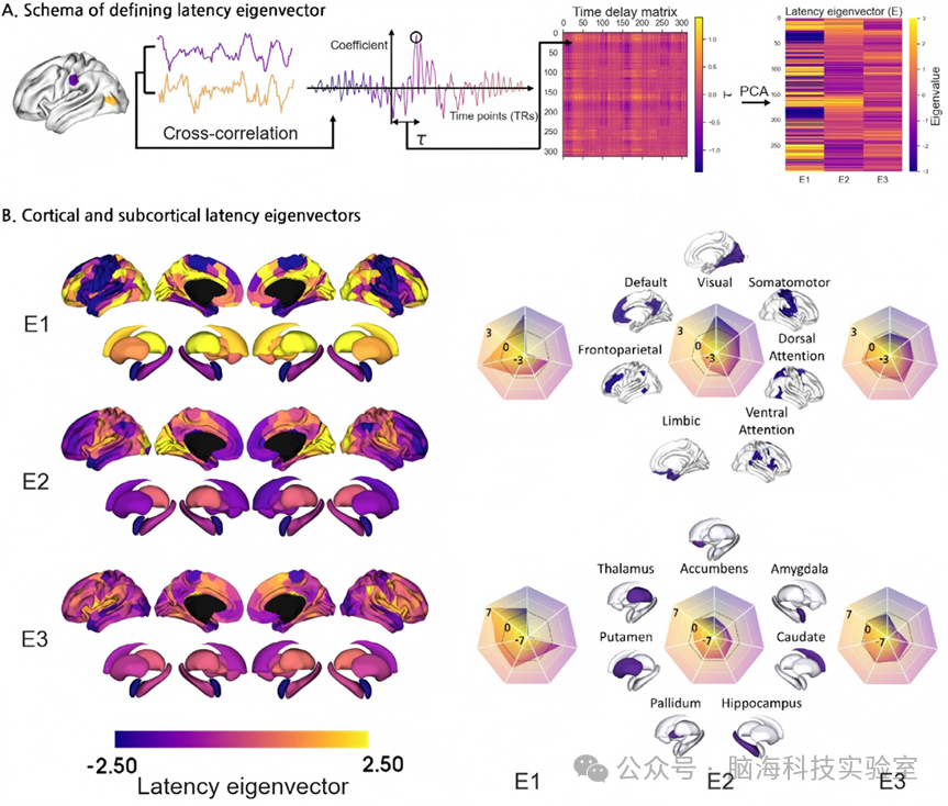Advanced Science:功能性磁共振成像(fMRI)延迟结构相对于神经信号传导与大脑层级的时空特征表征