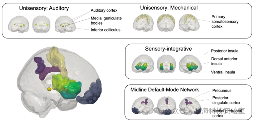 Ann Neurol:为什么慢性背痛的人总觉得声音刺耳?大脑成像找到元凶