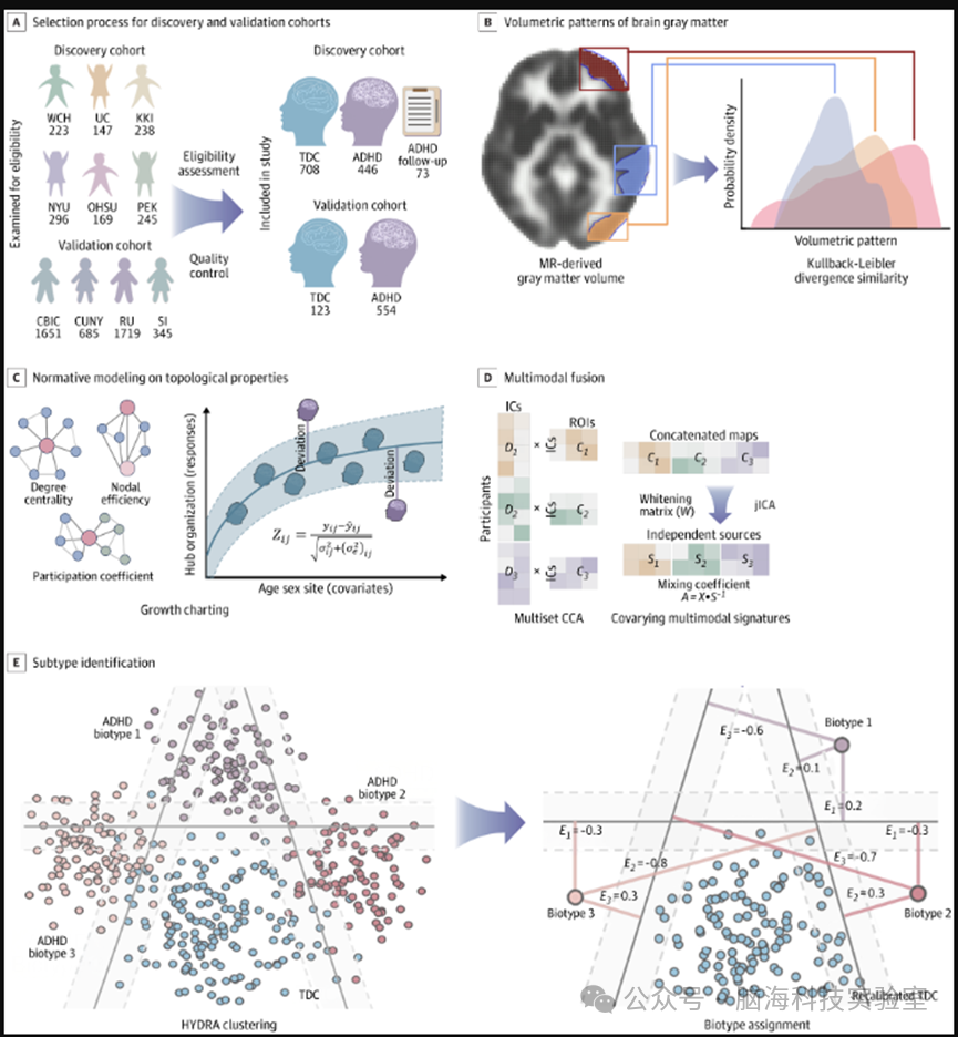 JAMA Psychiatry: 并非所有ADHD都一样，新研究识别出三种截然不同的大脑亚型