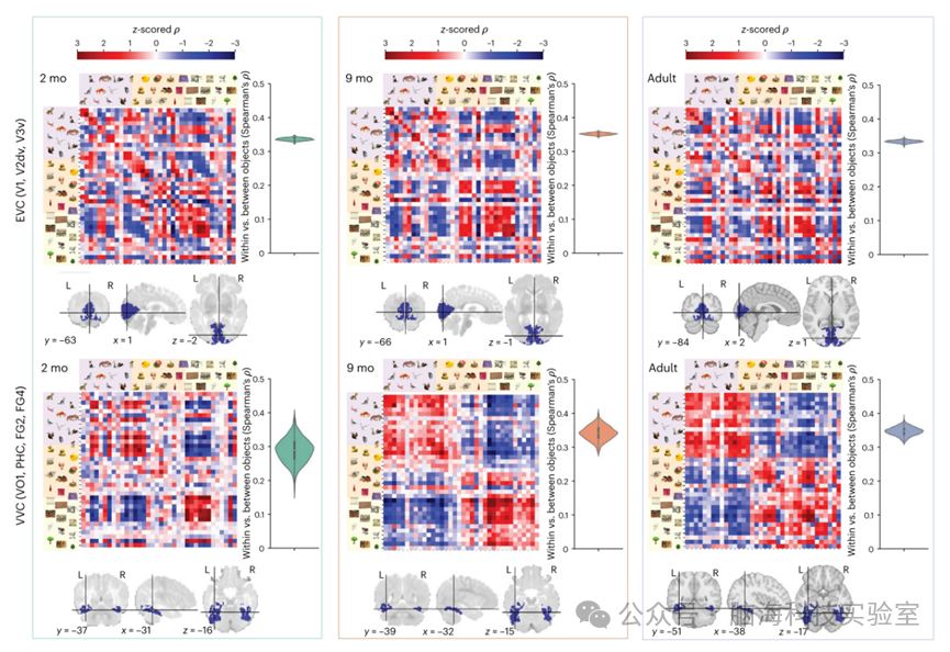 Nature Neuroscience：新发现！2个月的婴儿已具备视觉类别表征能力！