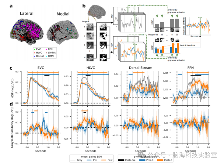 Nature Communications：人类一次性感知学习背后的神经和计算机制