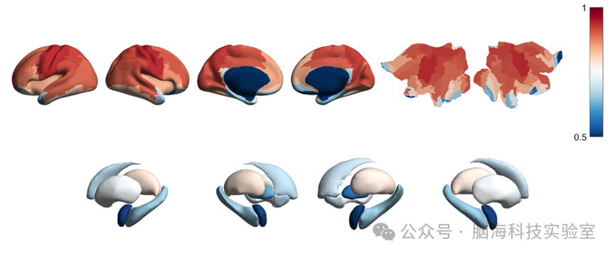 Commun.Biol：fMRI功率谱的非周期参数与早产和新生儿年龄相关